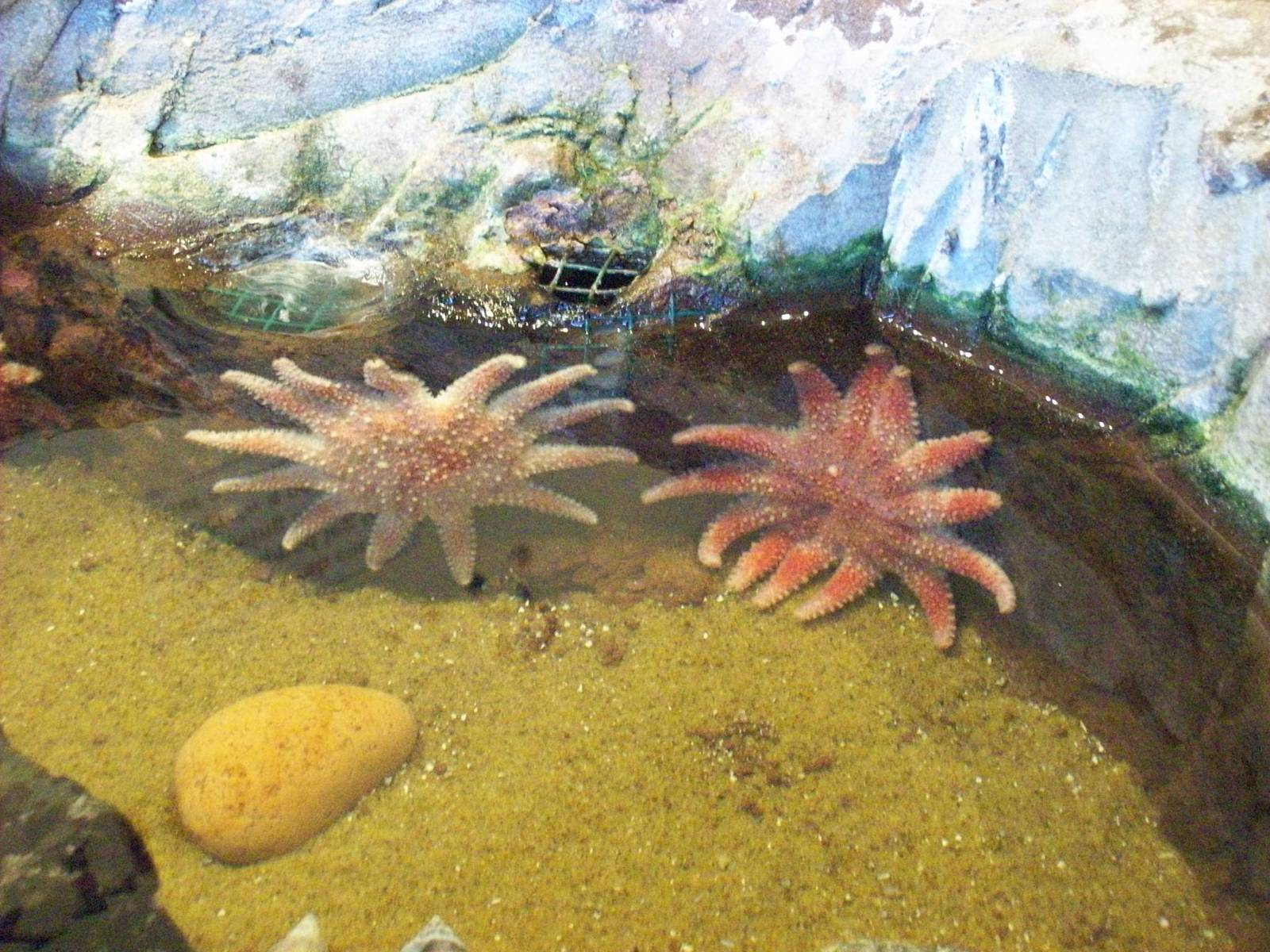 Macduff aquarium