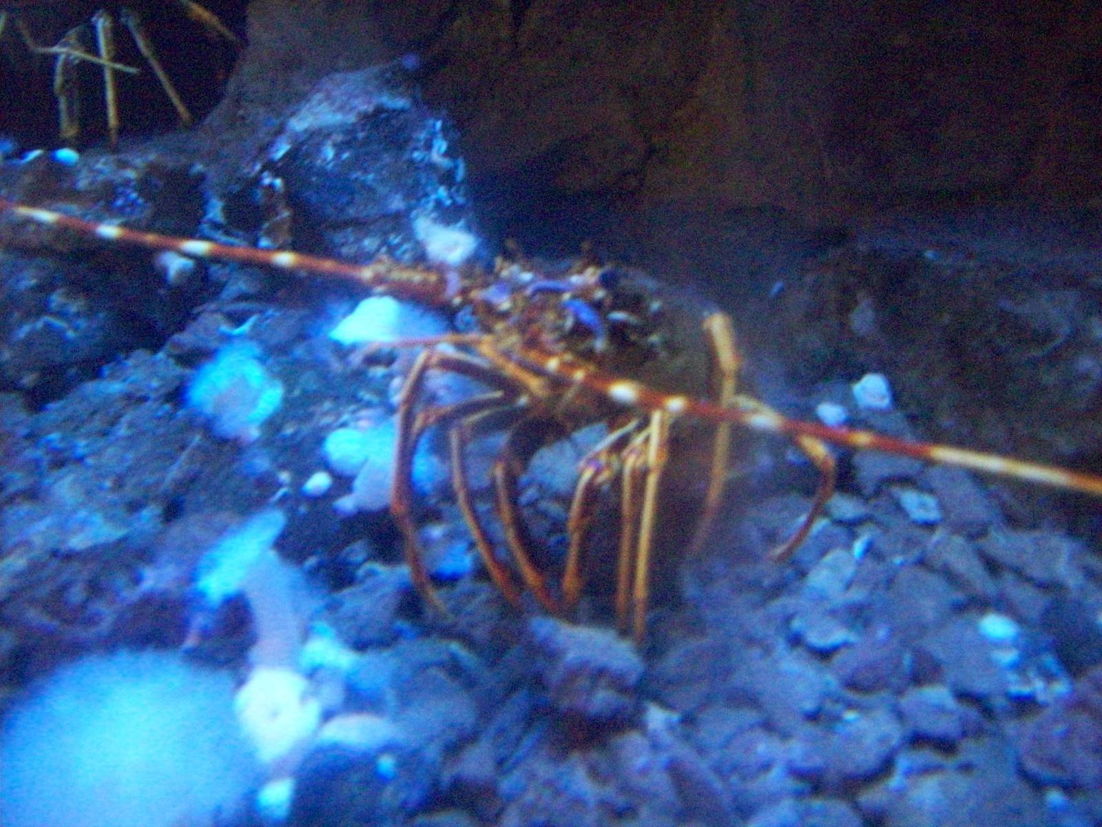 Macduff aquarium
