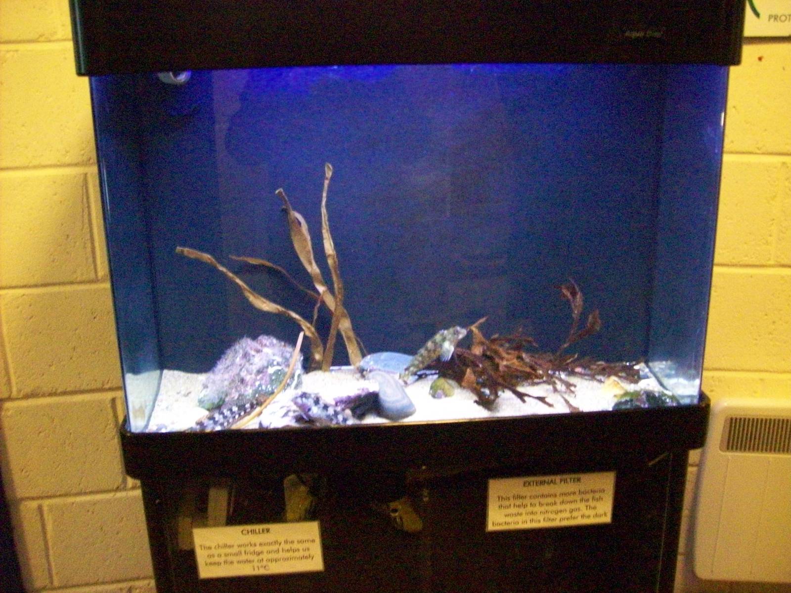 Macduff aquarium