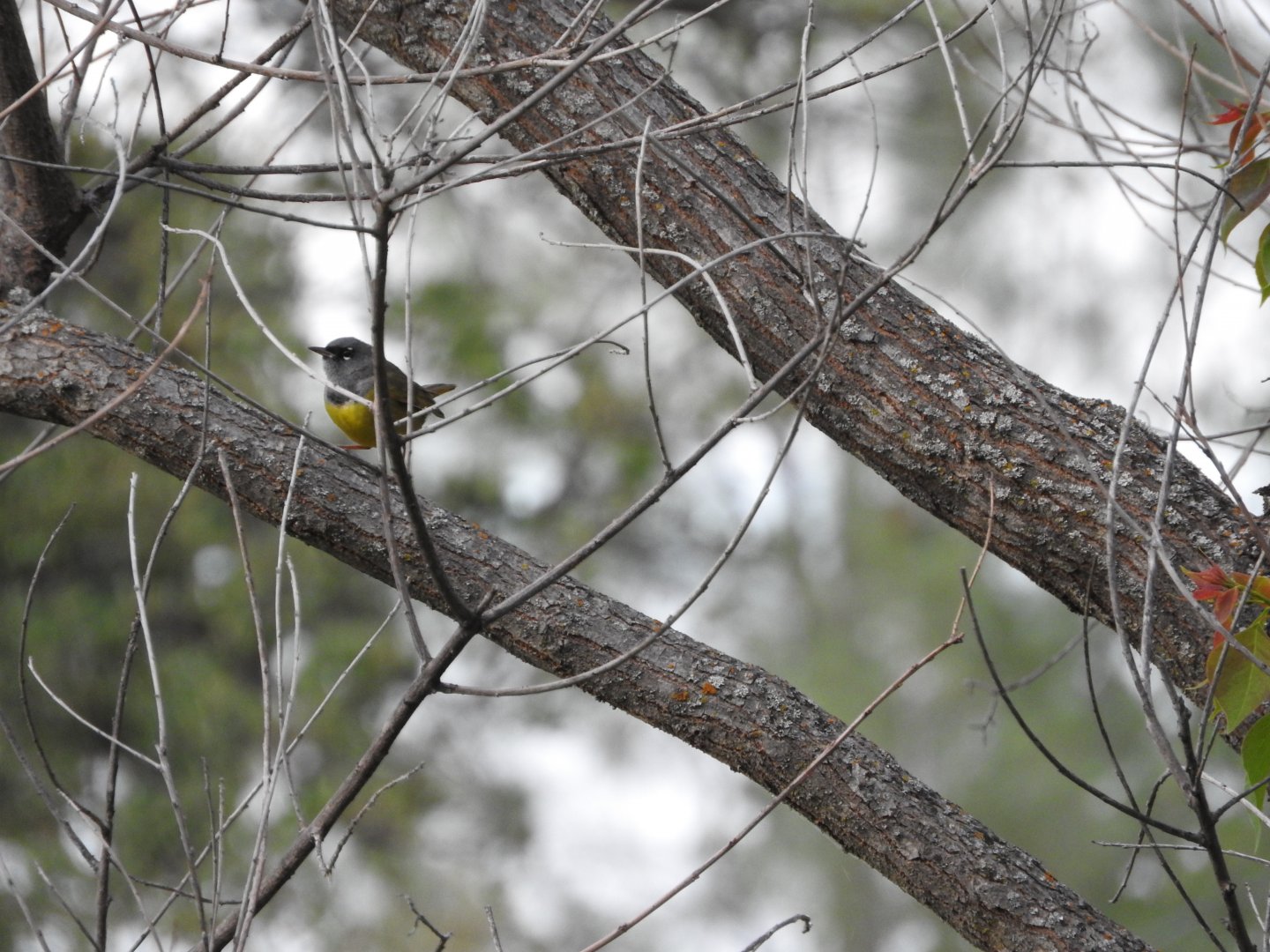 MacGillivray's Warbler