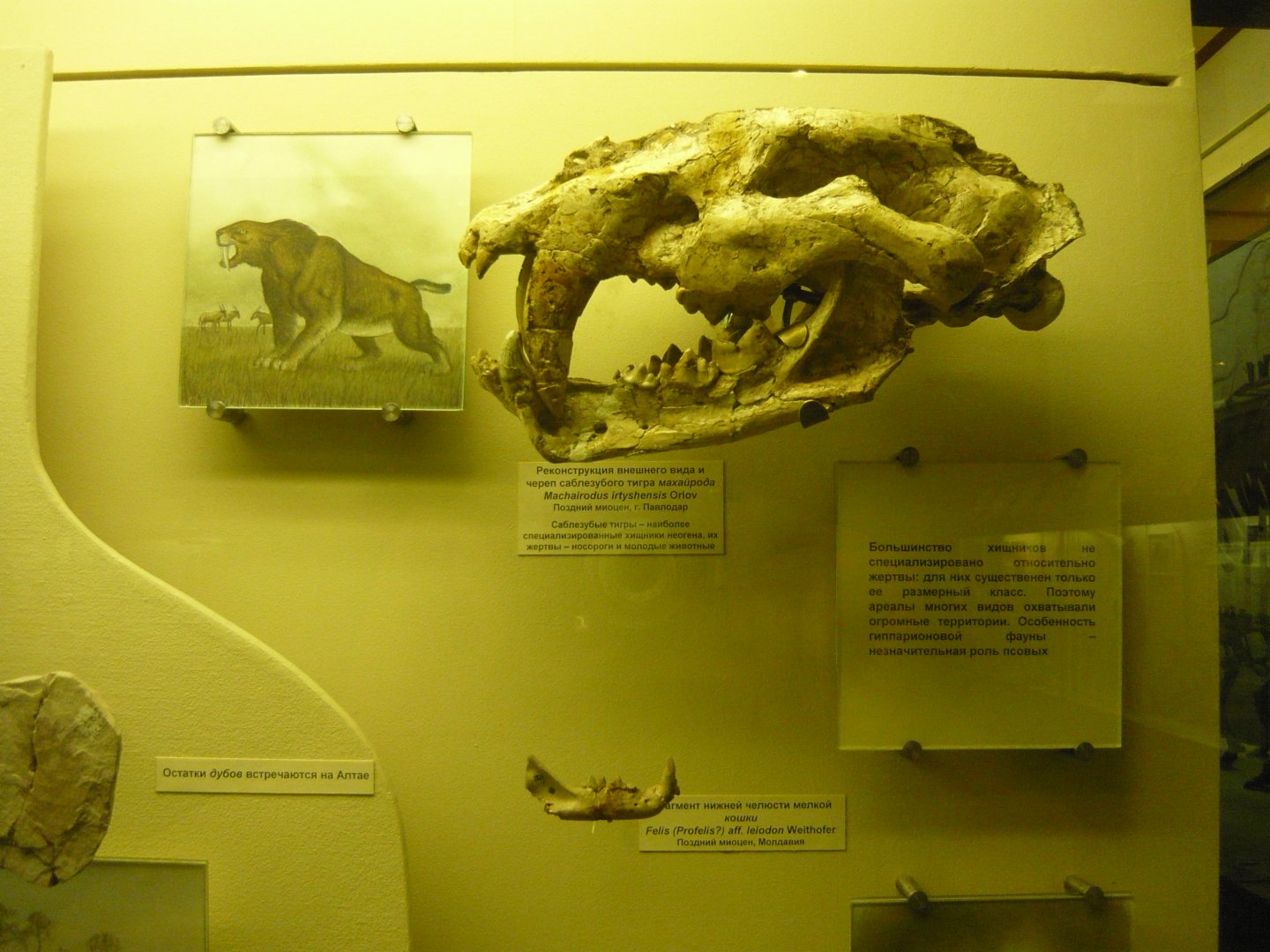 Machairodus irtyshensis skull and Felis (Profelis) aff. leiodon mandible