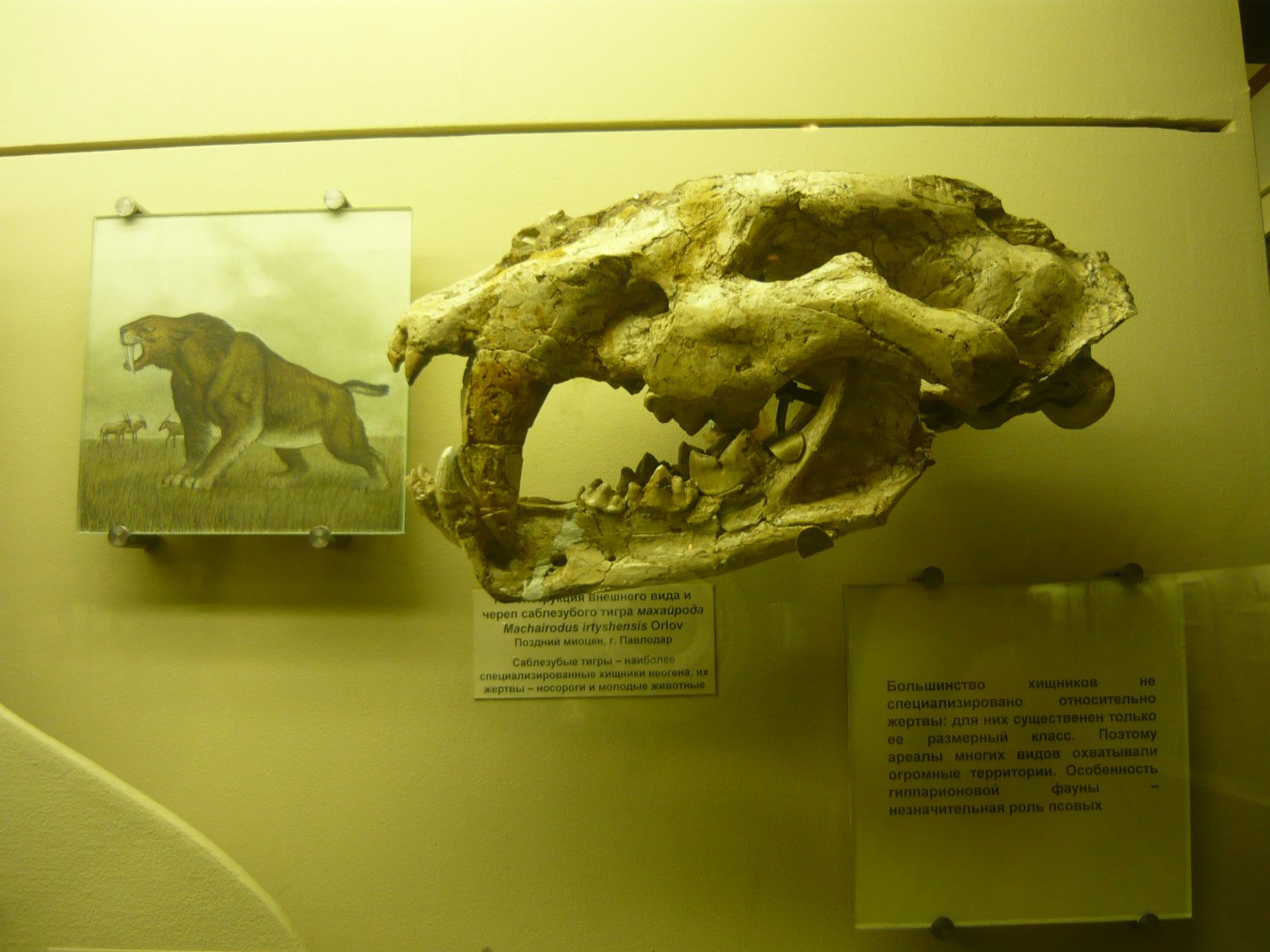 Machairodus irtyshensis skull