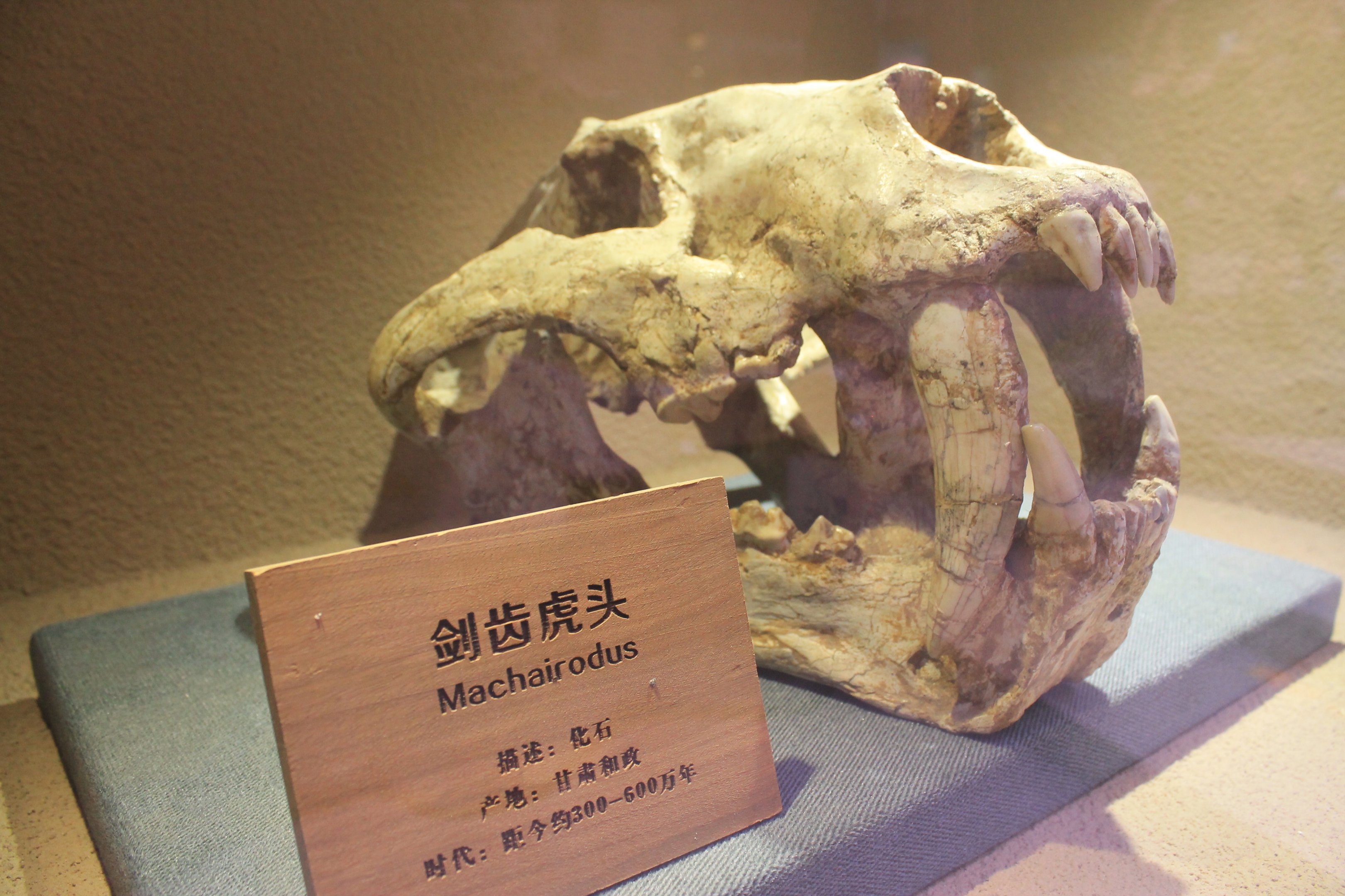 Machairodus - Shaanxi Nature Museum