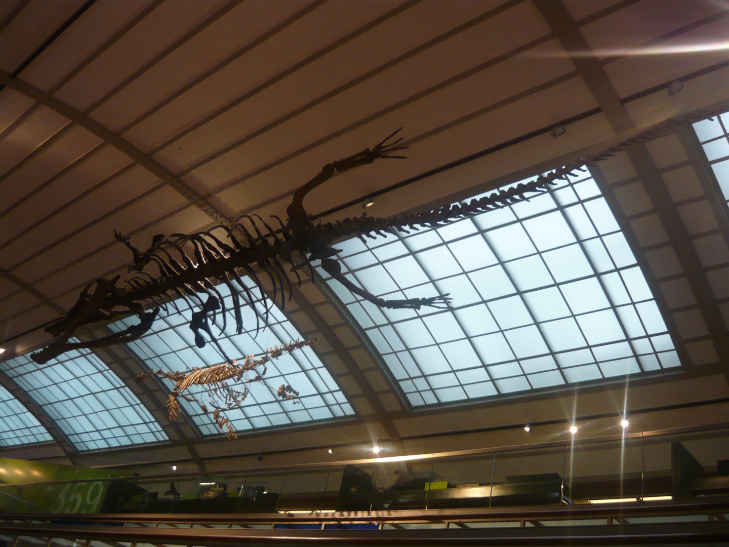 Machimosaurus and plesiosaur skeletons