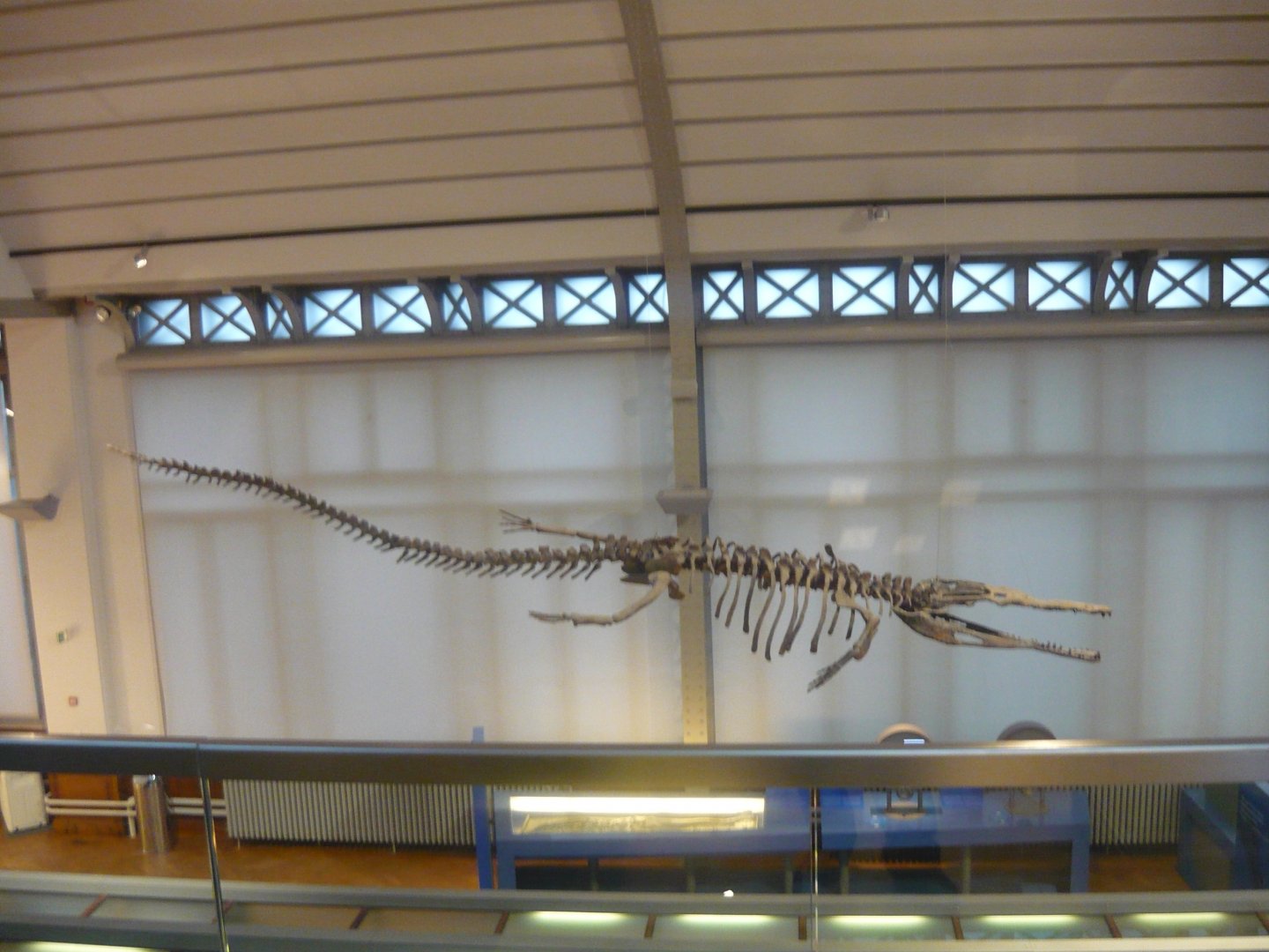 Machimosaurus skeleton