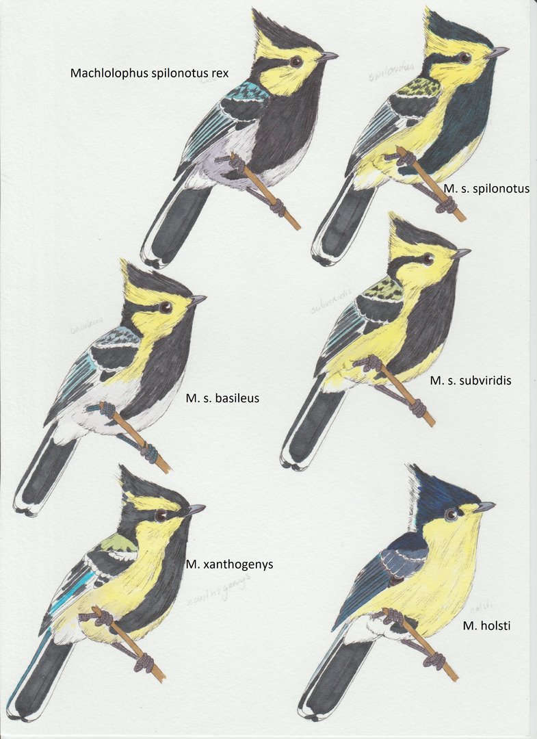 Machlolophus spilonotus ssp