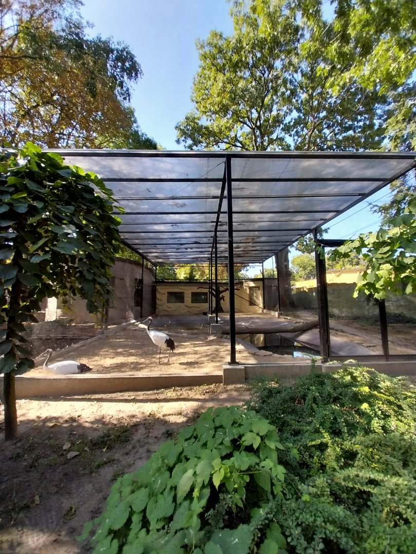 Machurian Crane (Grus japonensis)