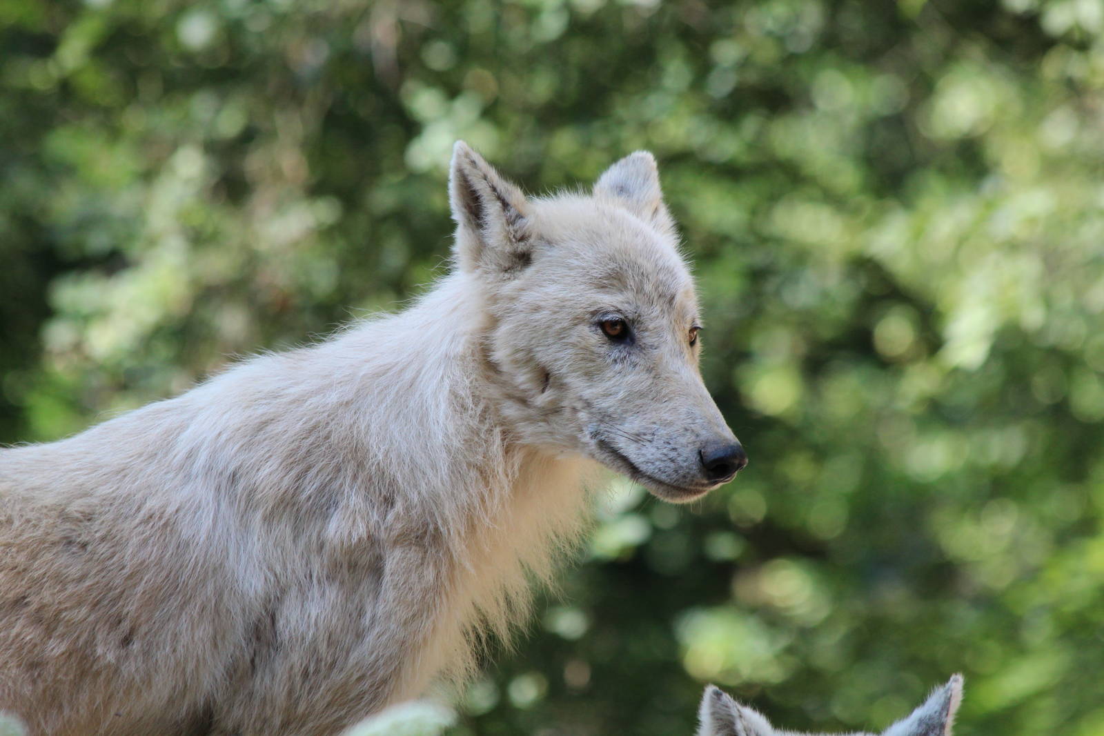 Mackenzie Island Arctic Wolf - Brno Zoo, July 2013