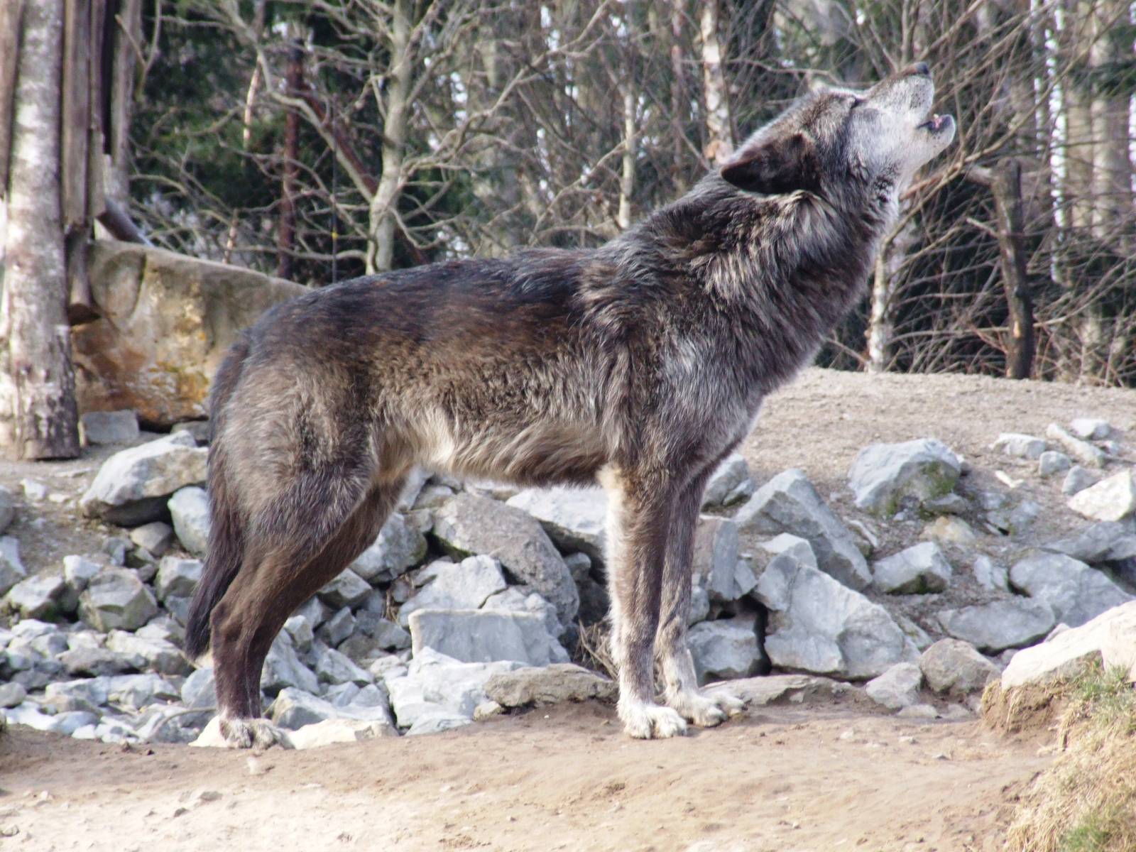Mackenzie River Wolf at Hannover, 23/03/13