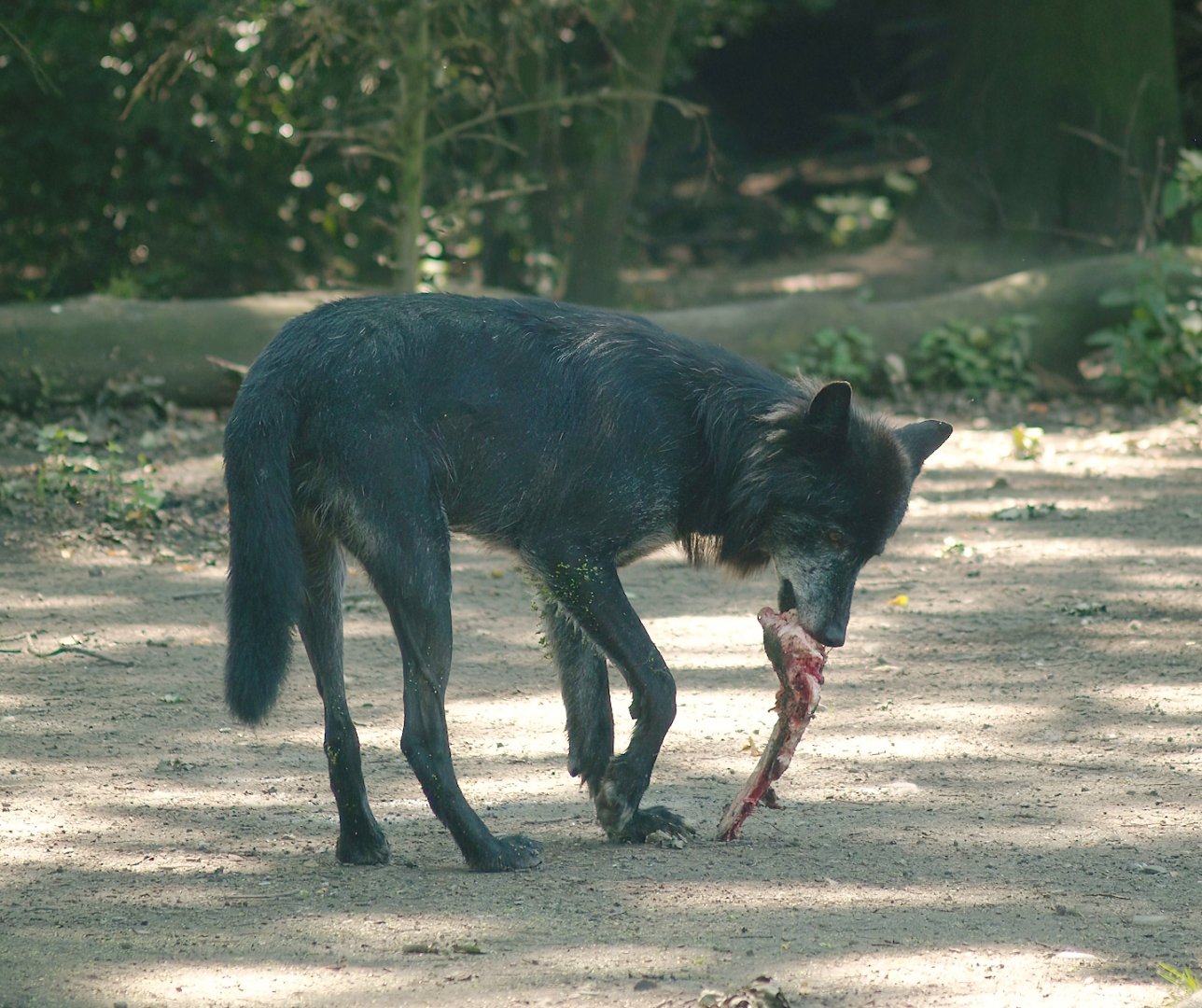 Mackenzie valley wolf (Canis lupus occidentalis), 2007-07-15