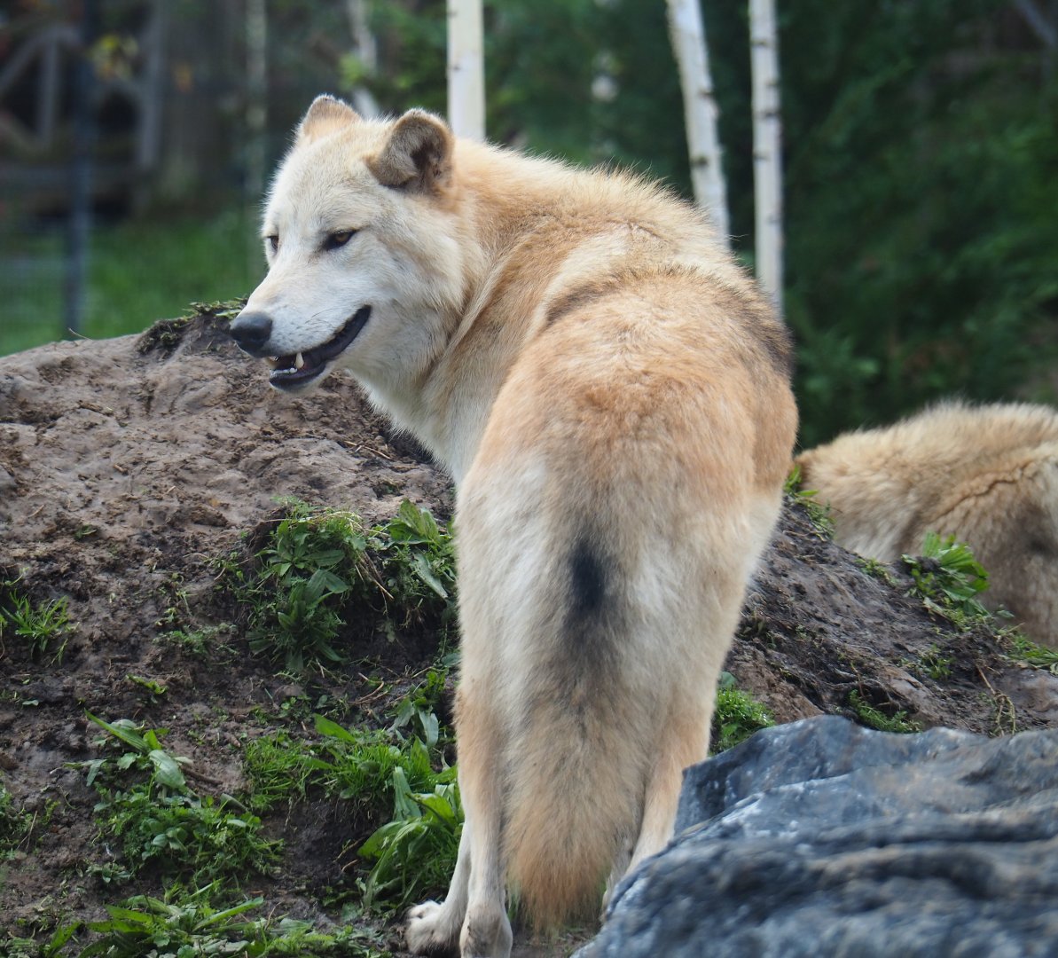 Mackenzie Valley wolf (Canis lupus occidentalis), 2019-10-04