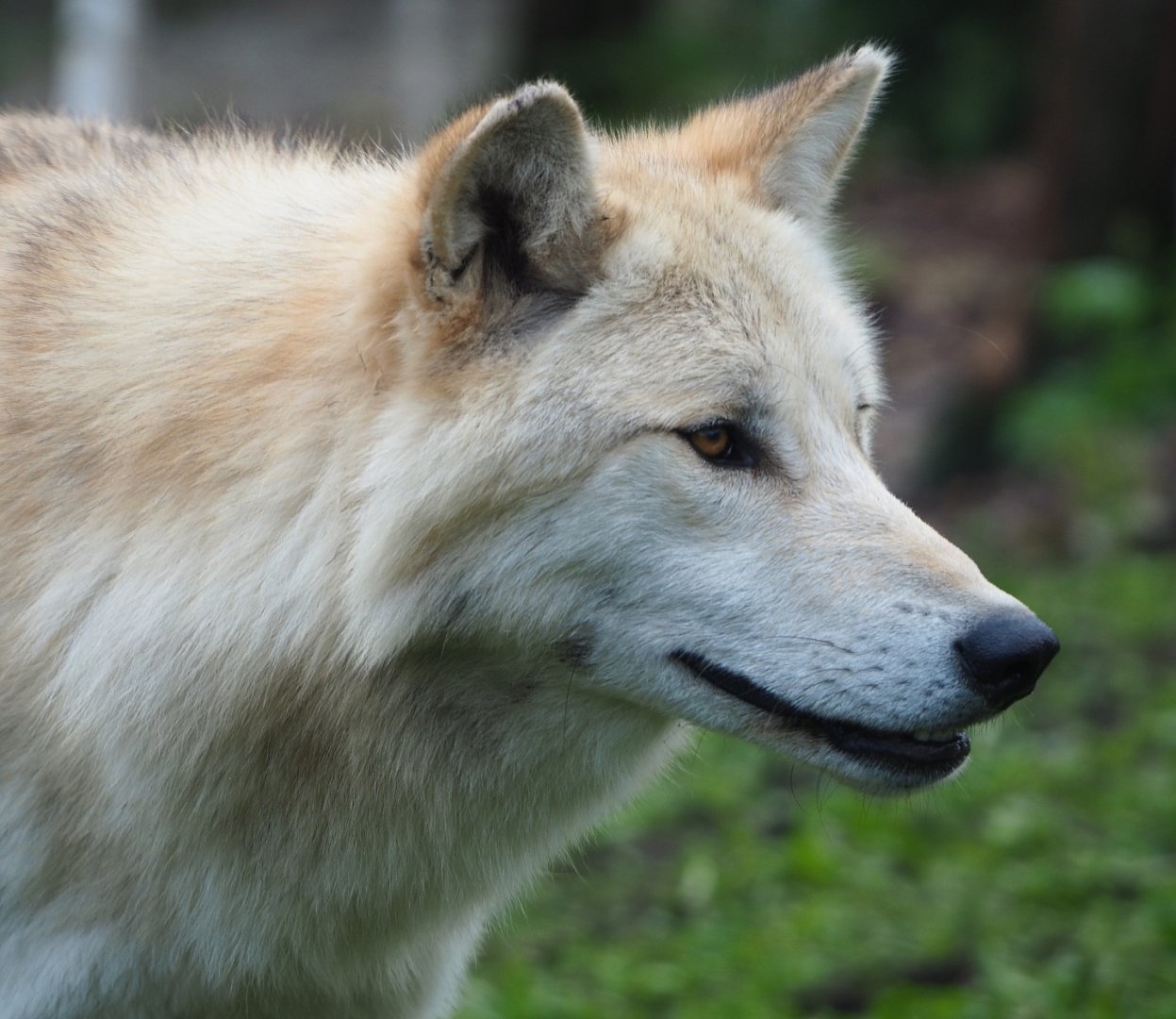 Mackenzie Valley wolf (Canis lupus occidentalis), 2019-10-04