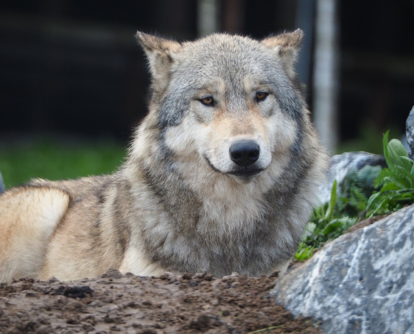 Mackenzie Valley wolf (Canis lupus occidentalis), 2019-10-04