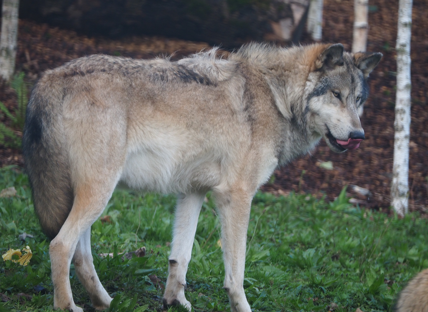 Mackenzie Valley wolf (Canis lupus occidentalis), 2019-10-04