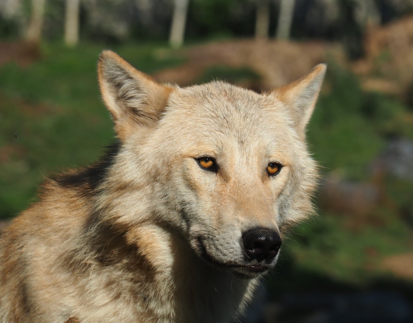 Mackenzie Valley wolf (Canis lupus occidentalis), 2020-09-02