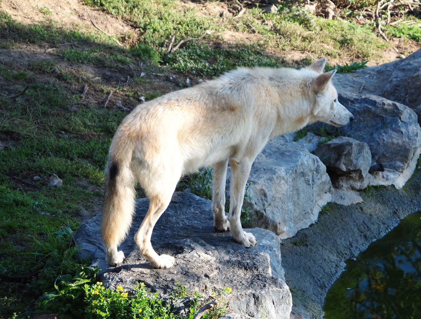 Mackenzie Valley wolf (Canis lupus occidentalis) 2020-09-02