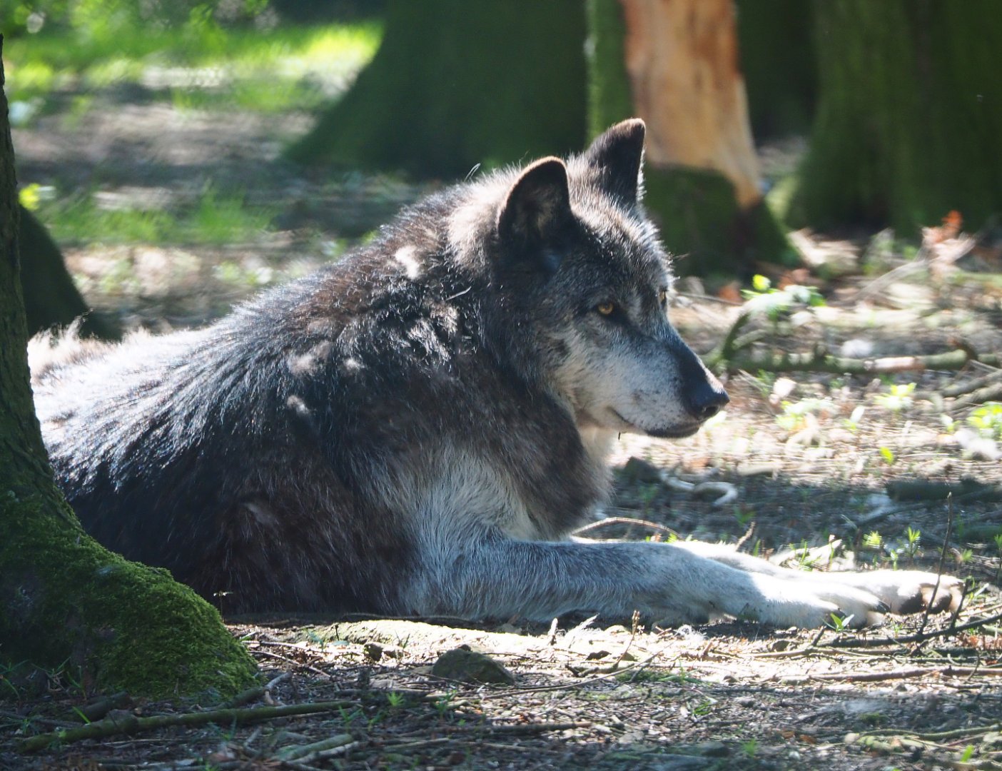 Mackenzie Valley wolf (Canis lupus occidentalis), 2021-05-29