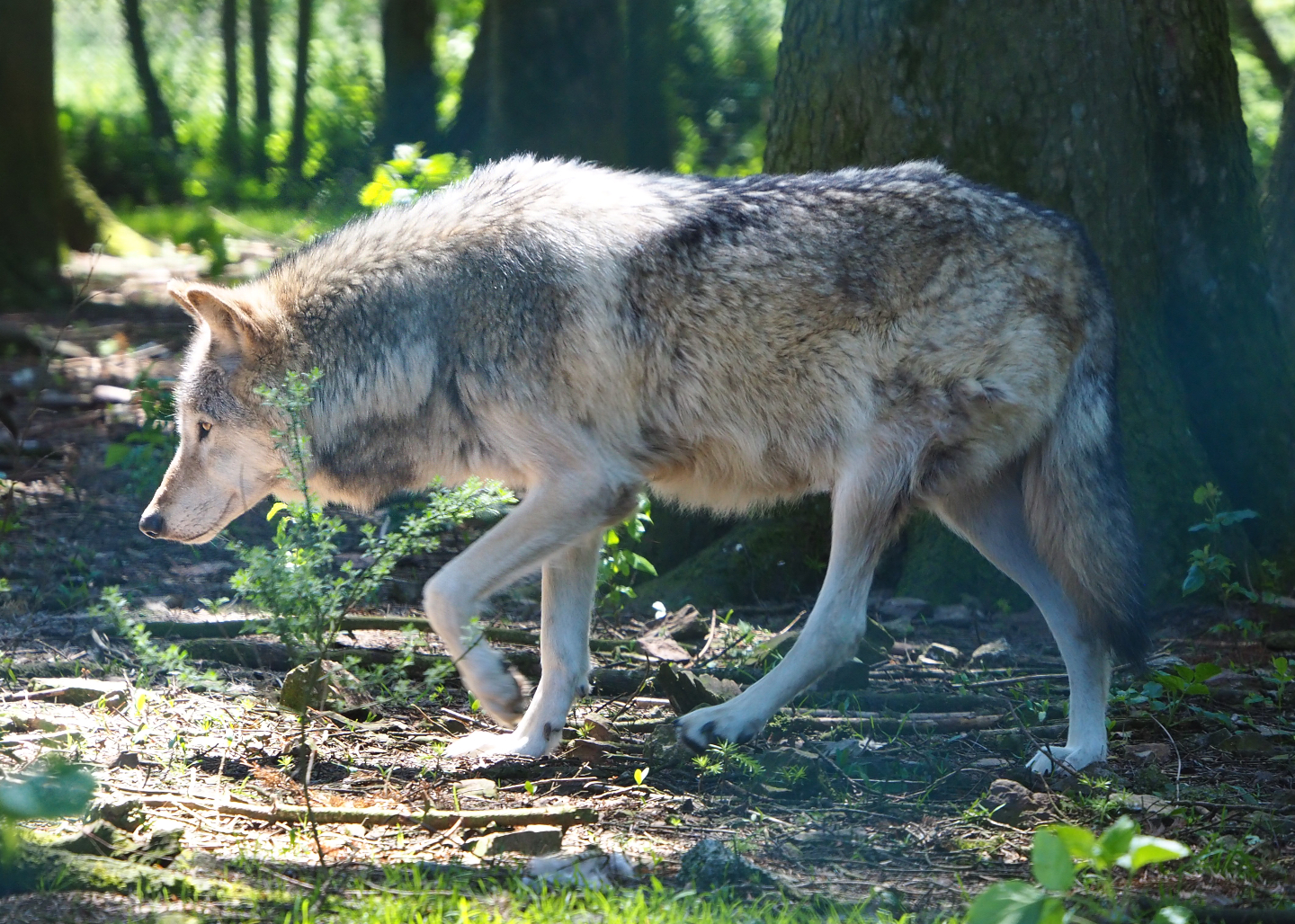 Mackenzie Valley wolf (Canis lupus occidentalis), 2021-05-29
