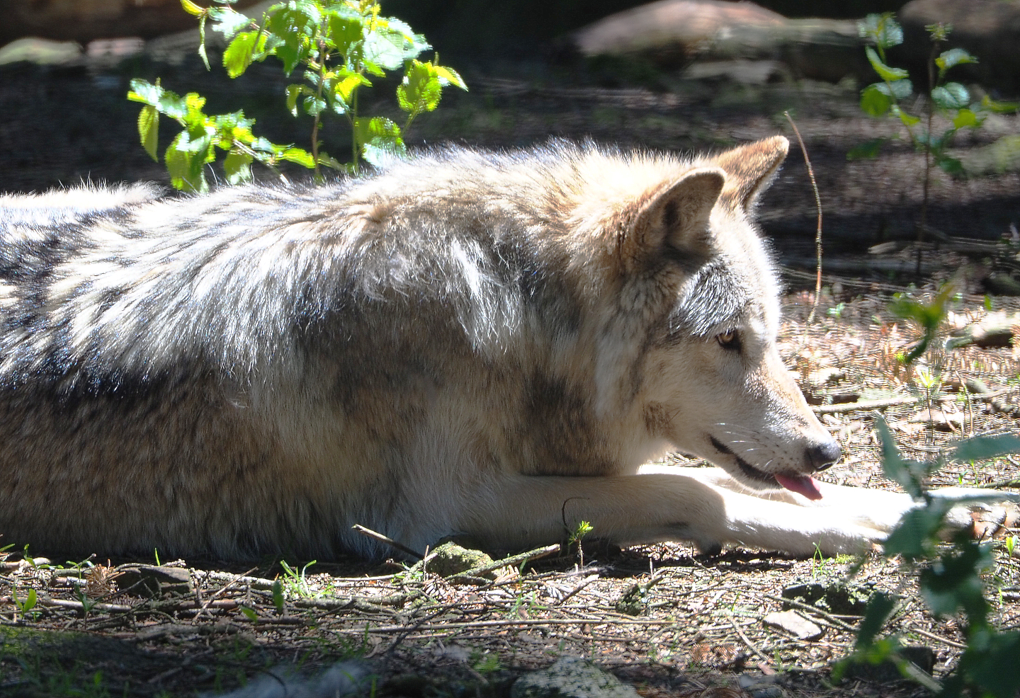 Mackenzie Valley wolf (Canis lupus occidentalis), 2021-05-29