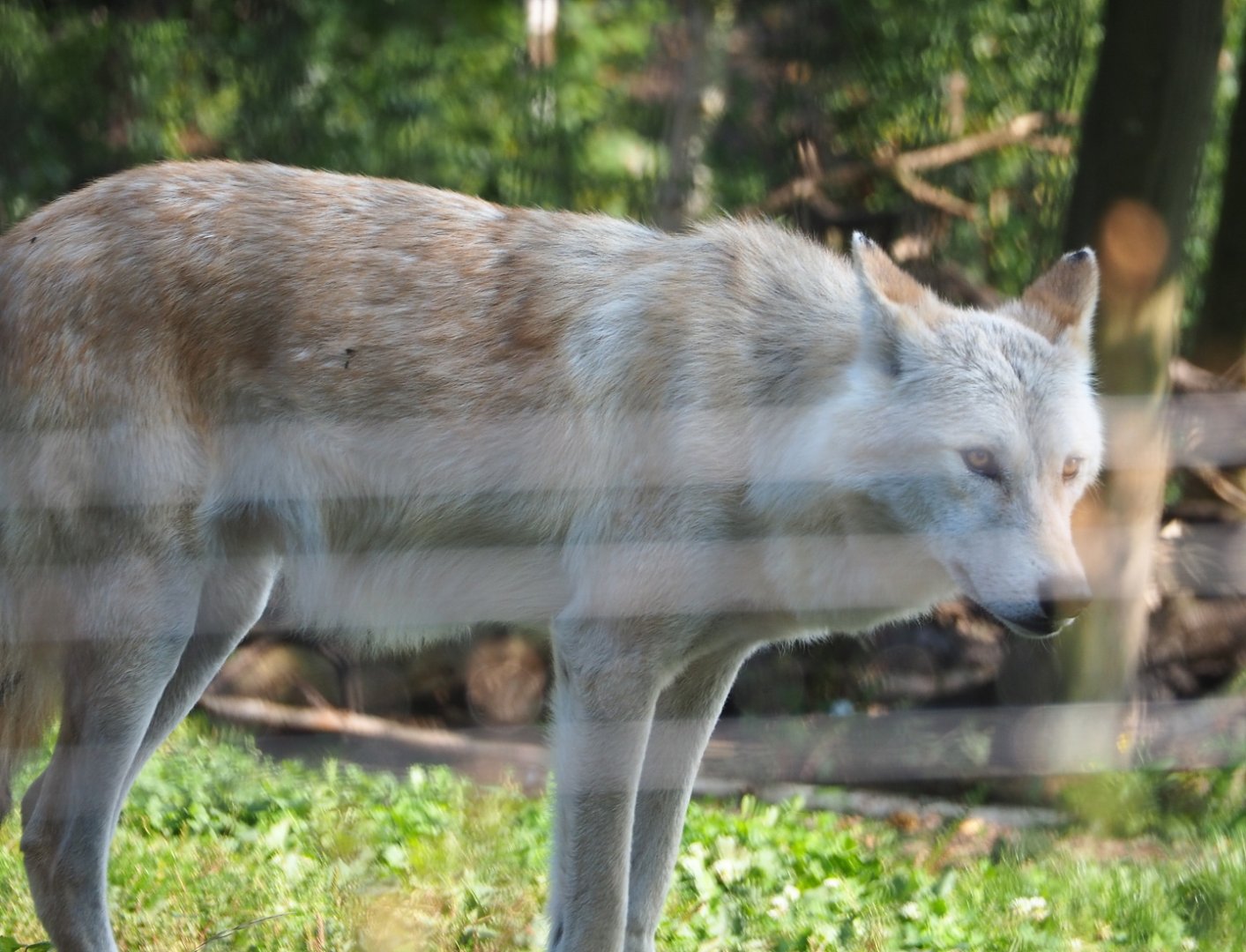 Mackenzie valley wolf (Canis lupus occidentalis), 2021-09-02