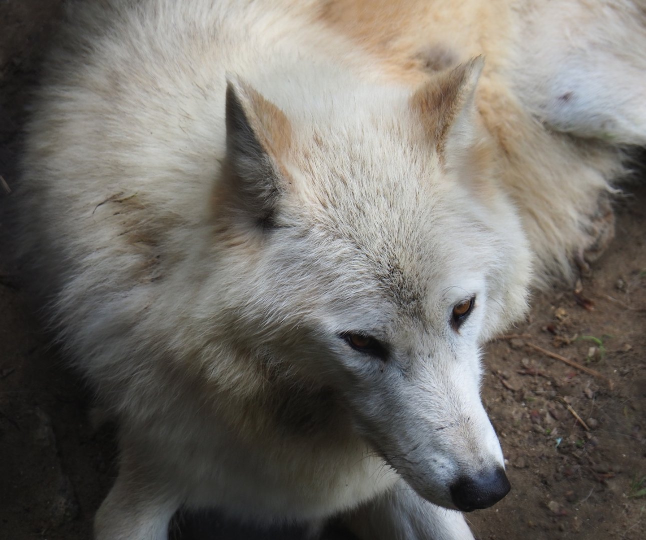 Mackenzie valley wolf (Canis lupus occidentalis), 2023-05-15
