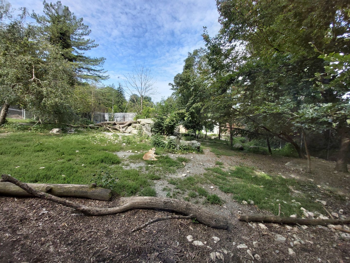 Mackenzie valley wolf enclosure