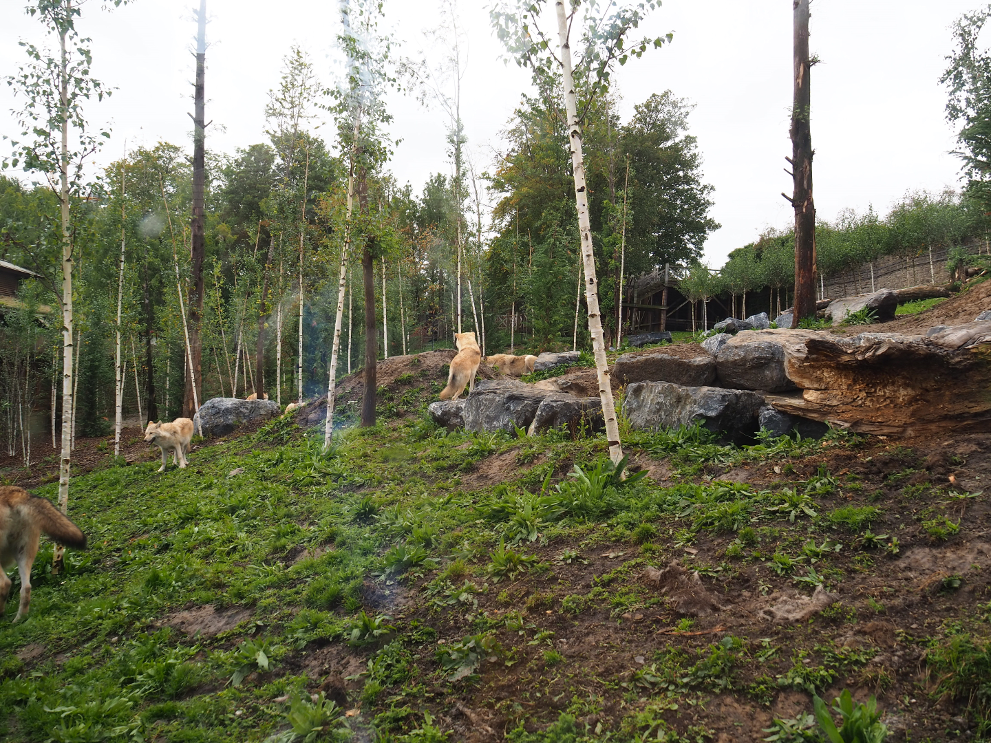 Mackenzie Valley wolf exhibit, 2019-10-04