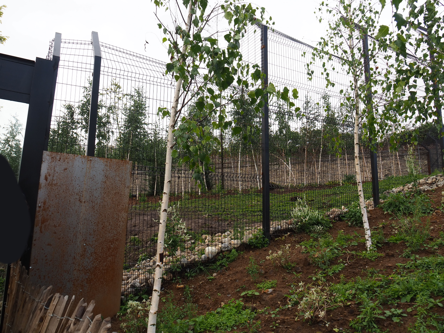 Mackenzie Valley wolf exhibit, 2019-10-04