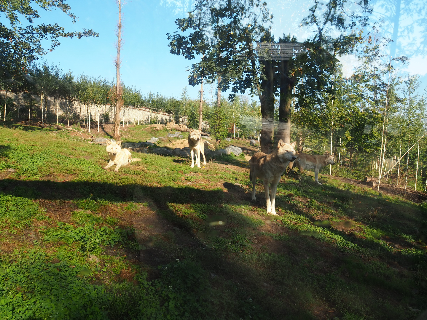 Mackenzie Valley wolf exhibit, 2020-09-02