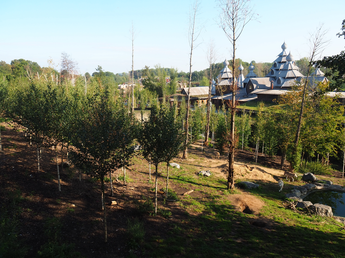 Mackenzie Valley wolf exhibit, 2020-09-02