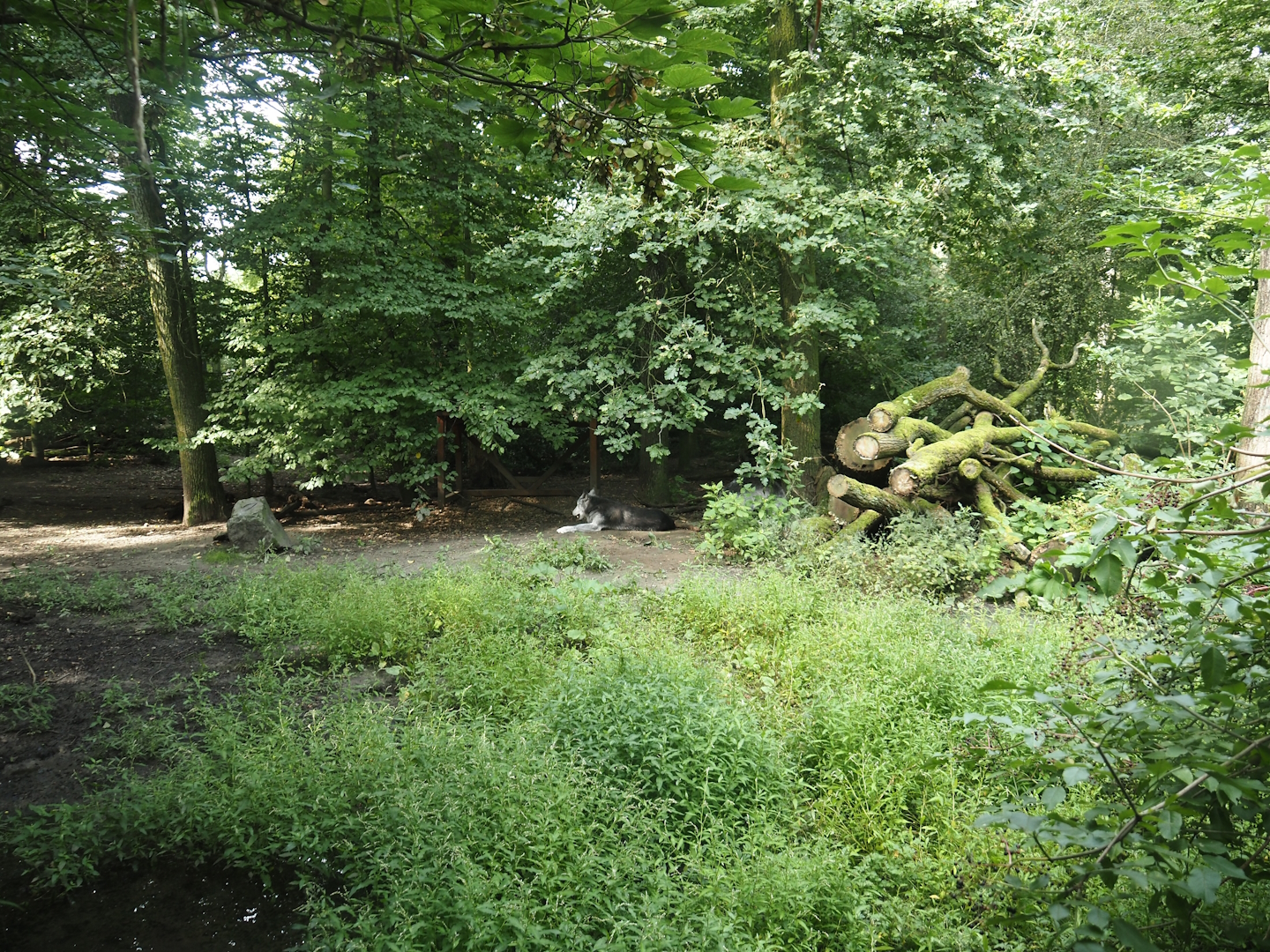 Mackenzie Valley wolf exhibit, 2024-08-05