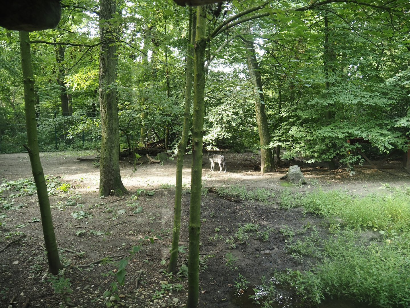 Mackenzie Valley wolf exhibit, 2024-08-05