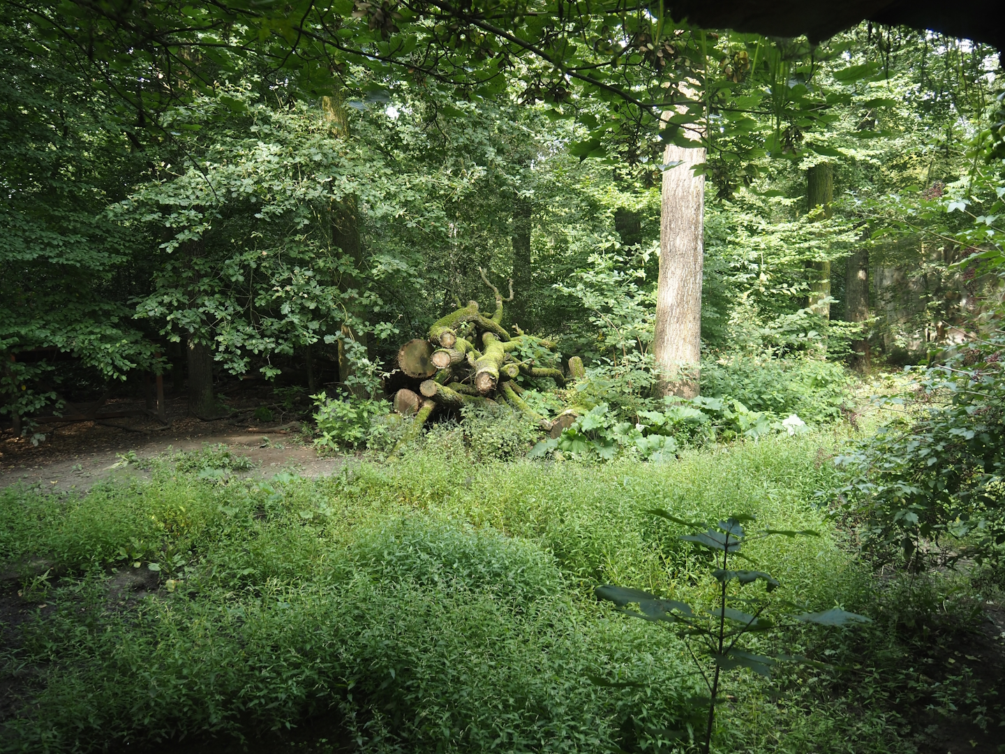 Mackenzie Valley wolf exhibit, 2024-08-05