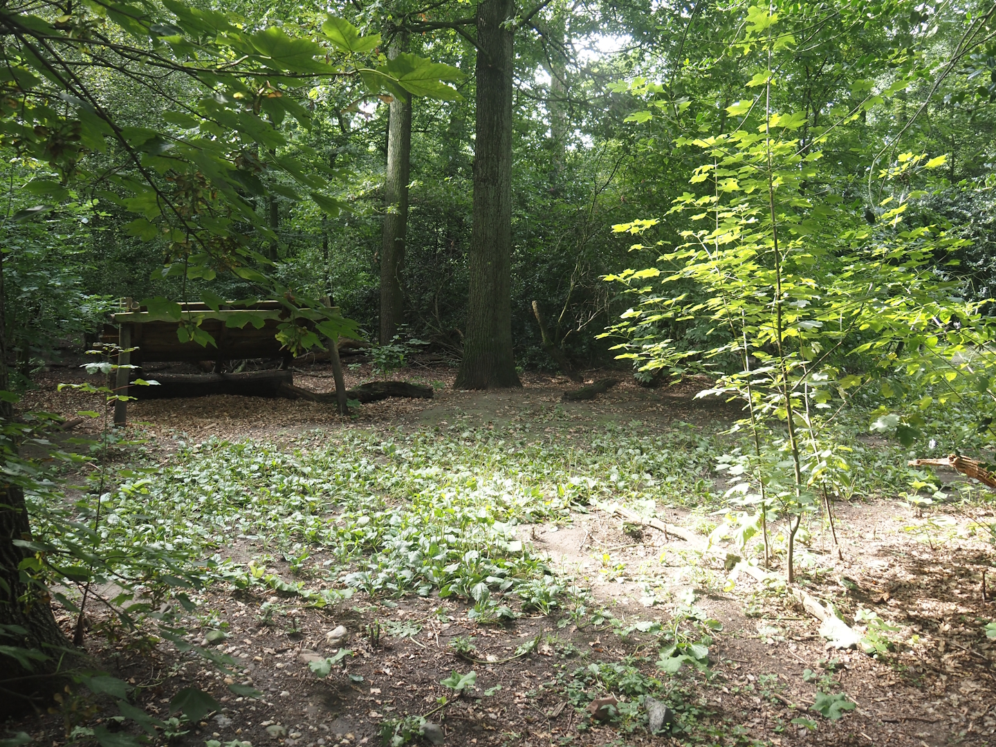 Mackenzie Valley wolf exhibit, 2024-08-05