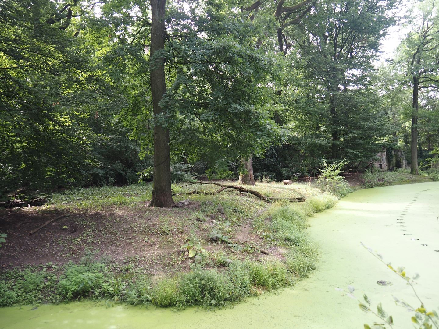 Mackenzie Valley wolf exhibit, 2024-08-05