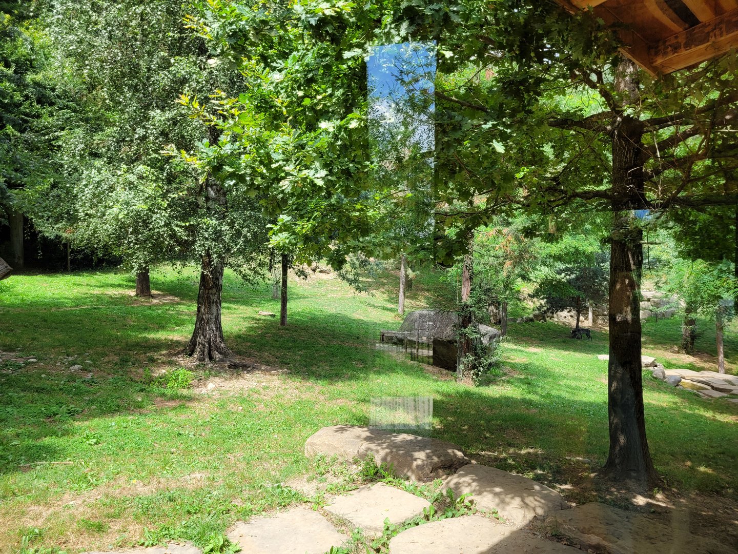 Mackenzie valley wolf exhibit -Parc Animalier des Pyrénées (2023)