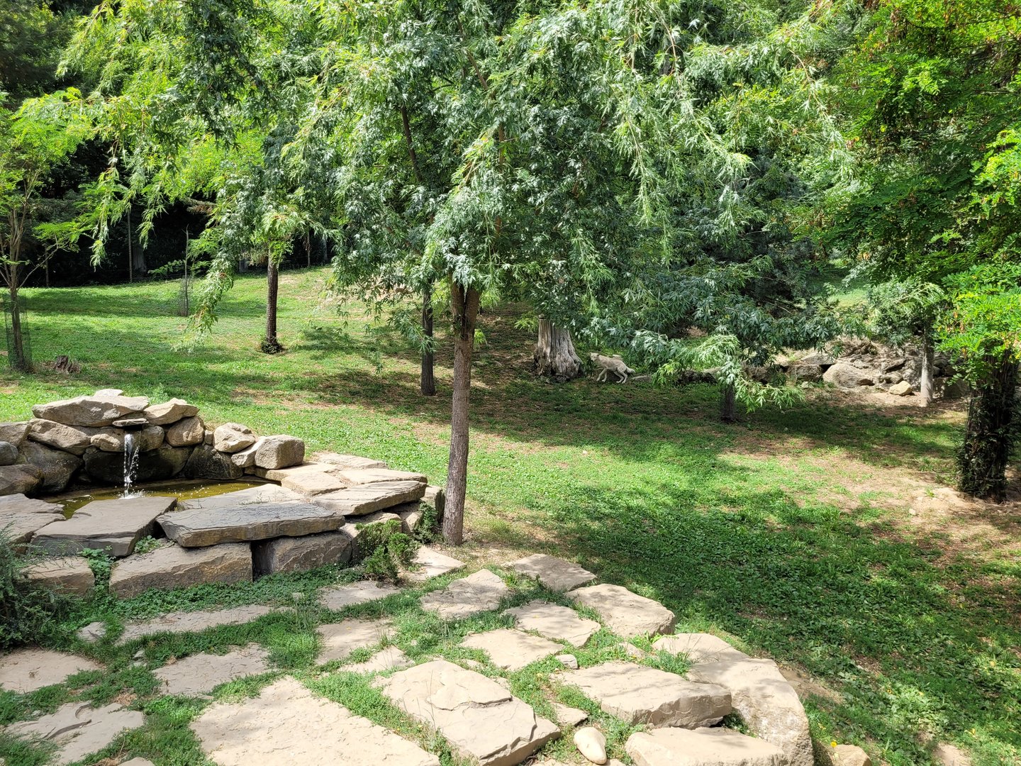 Mackenzie valley wolf exhibit -Parc Animalier des Pyrénées (2023)