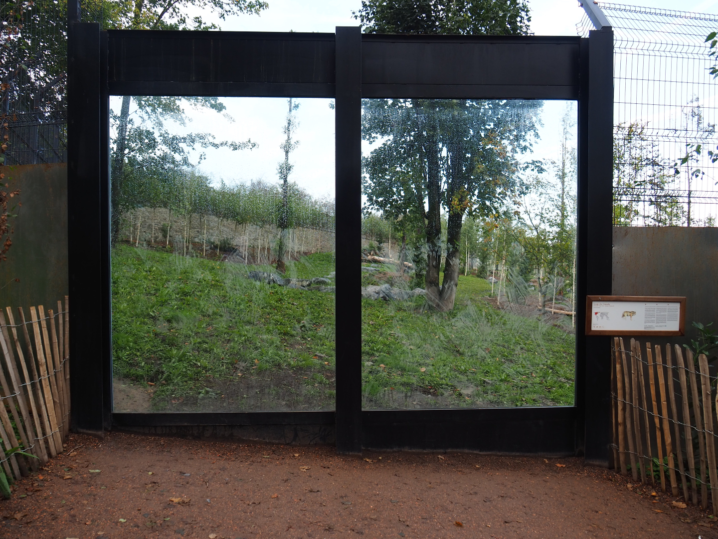 Mackenzie Valley wolf exhibit viewing window, 2019-10-04