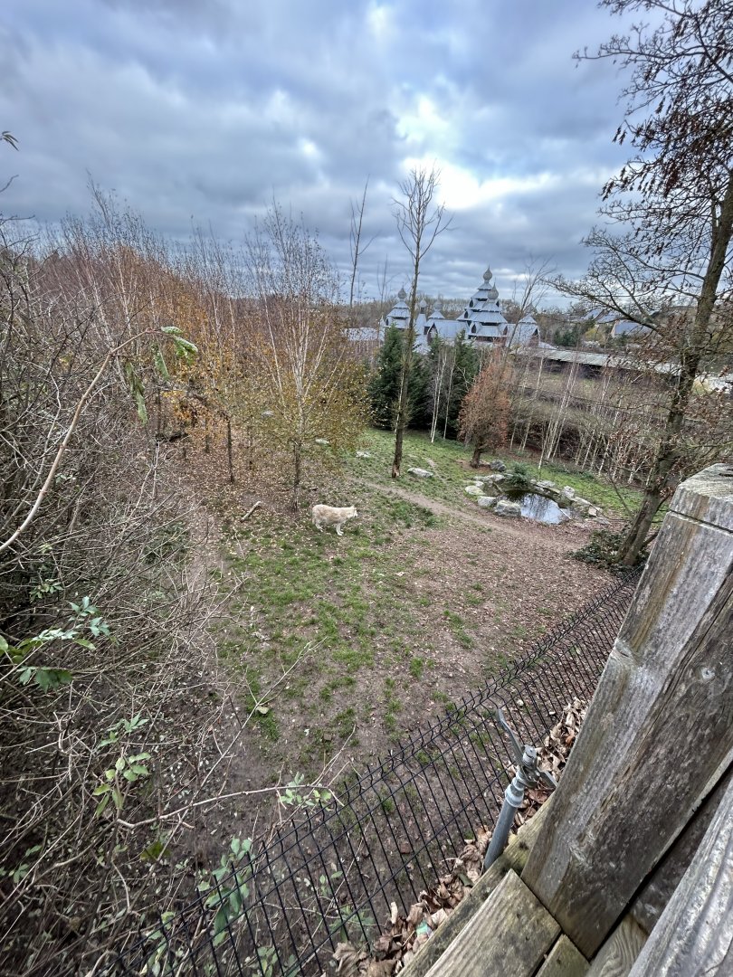 Mackenzie Valley wolf exhibit