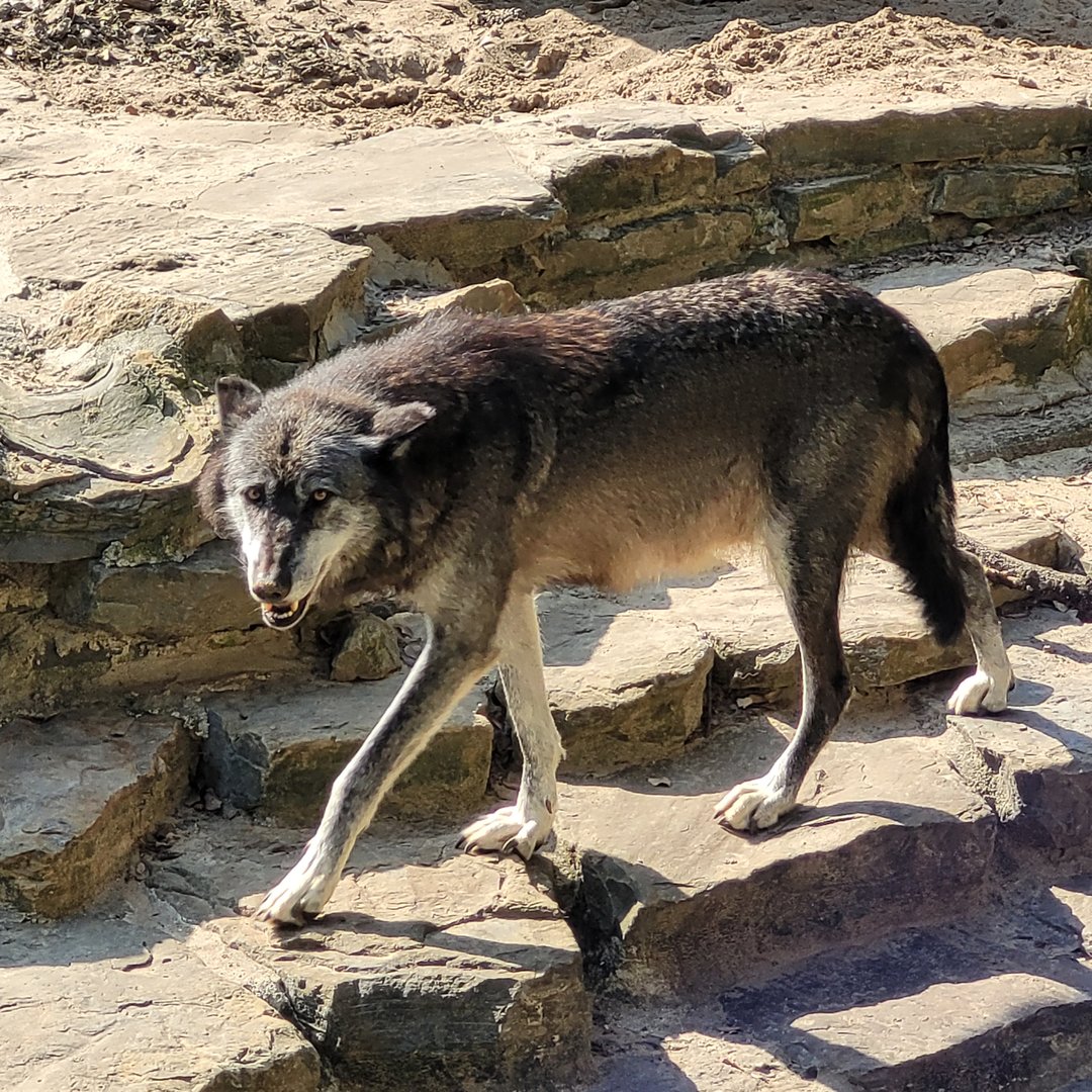 Mackenzie valley wolf -Zoo de Labenne (2023)
