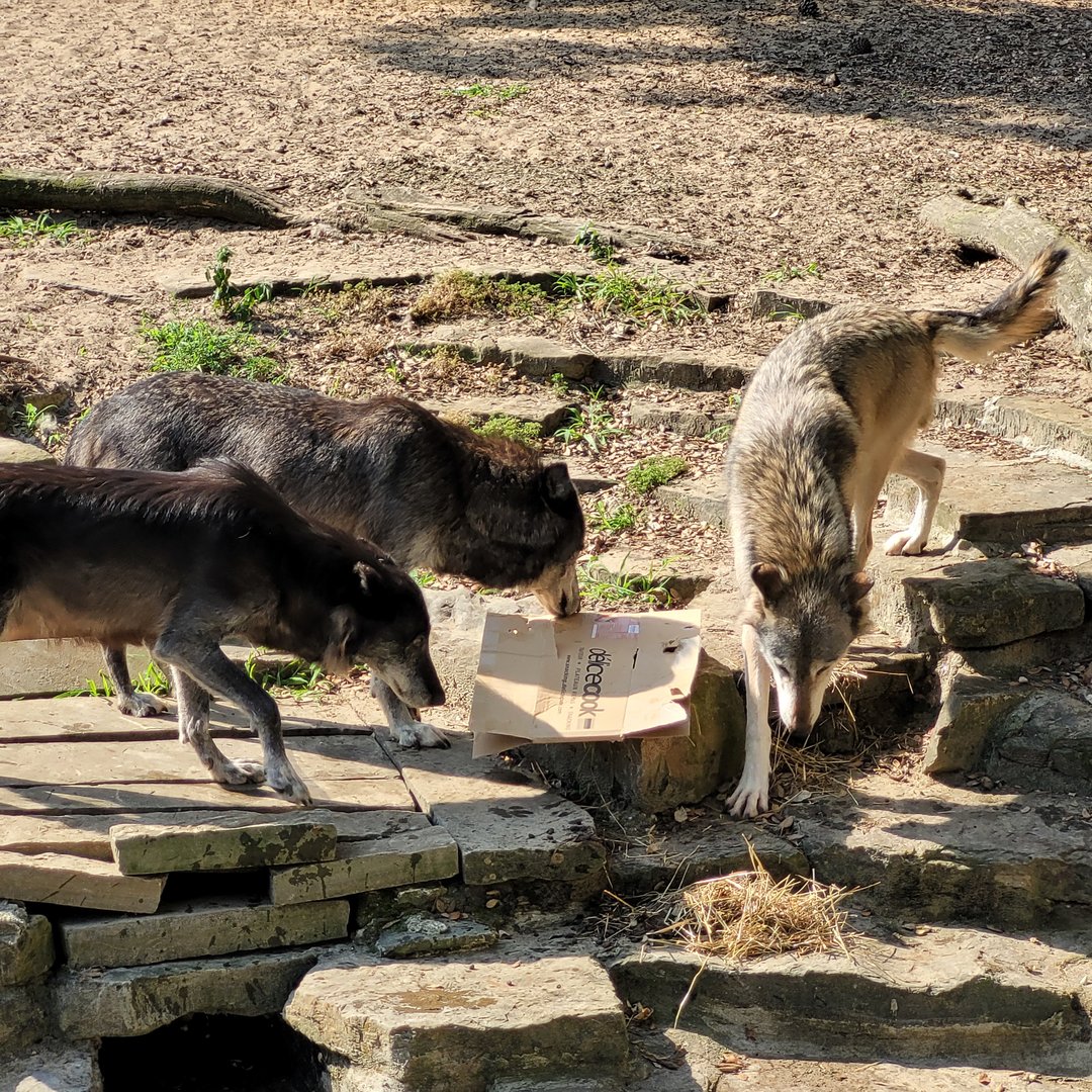 Mackenzie valley wolf -Zoo de Labenne (2023)