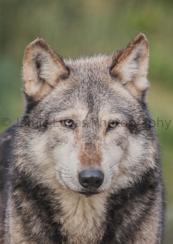 Mackenzie valley wolf
