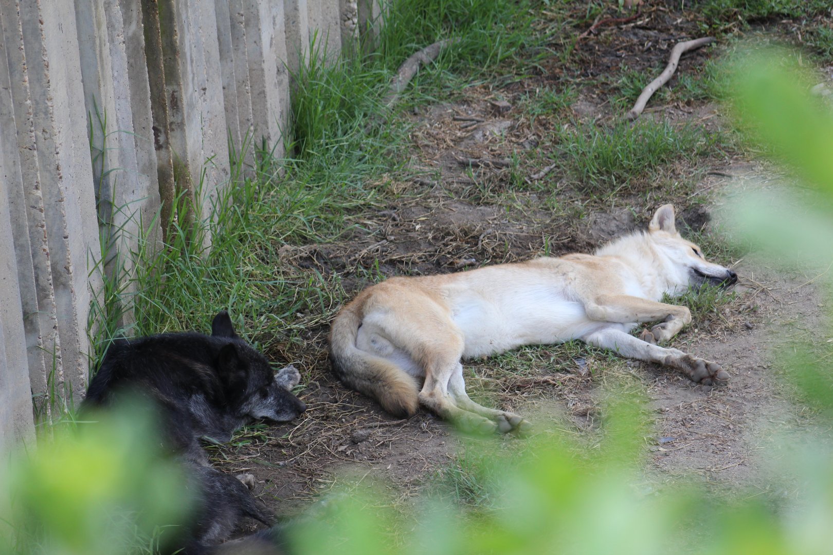 "Mackenzie Valley" Wolf