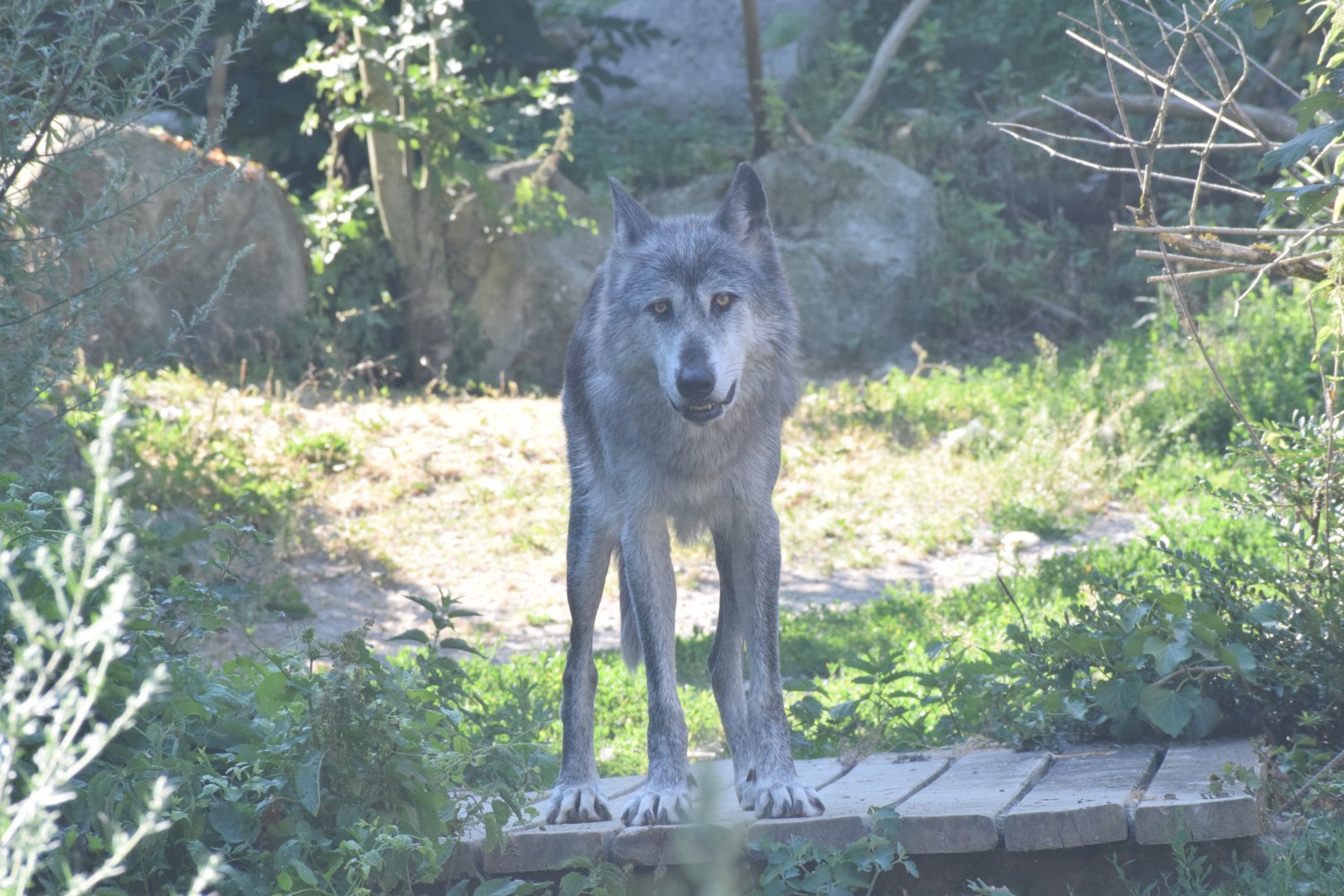 Mackenzie valley wolf