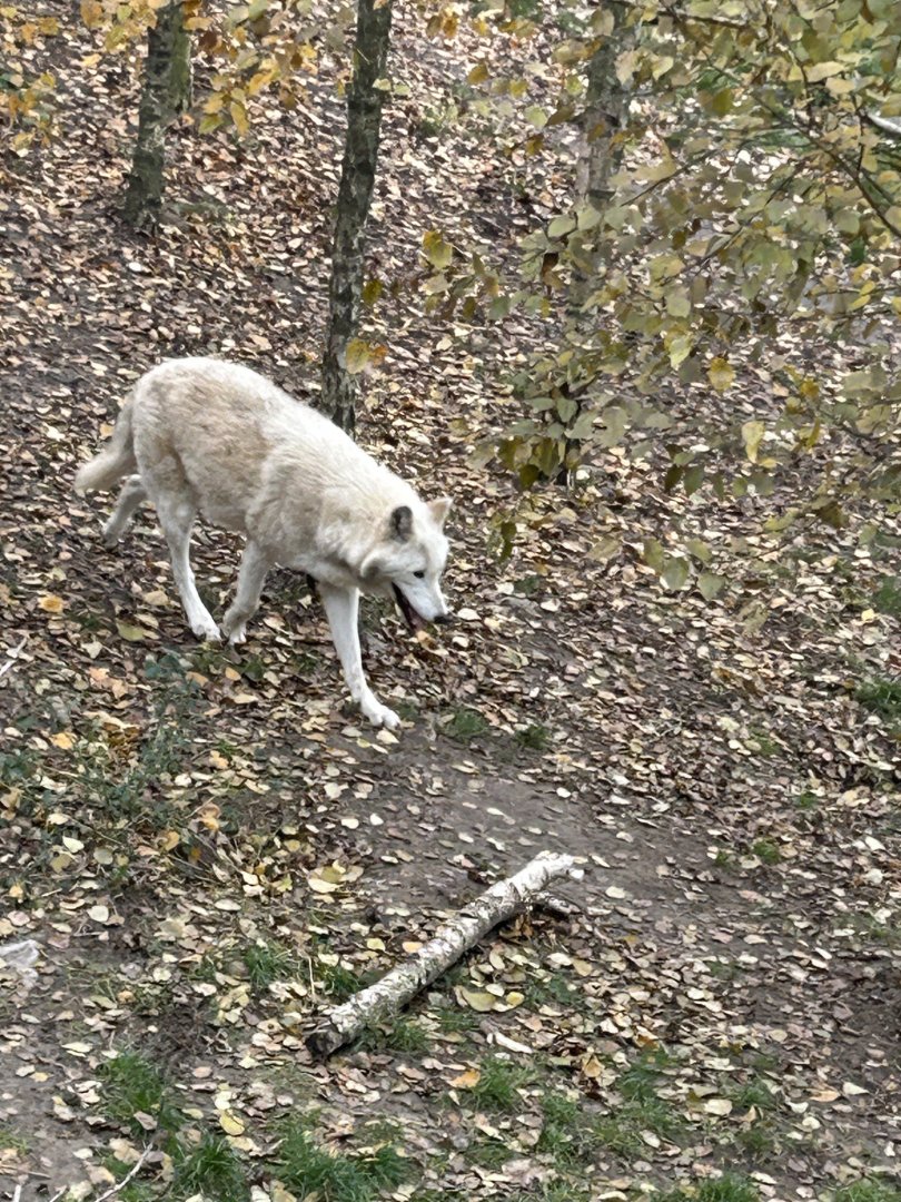 Mackenzie Valley wolf