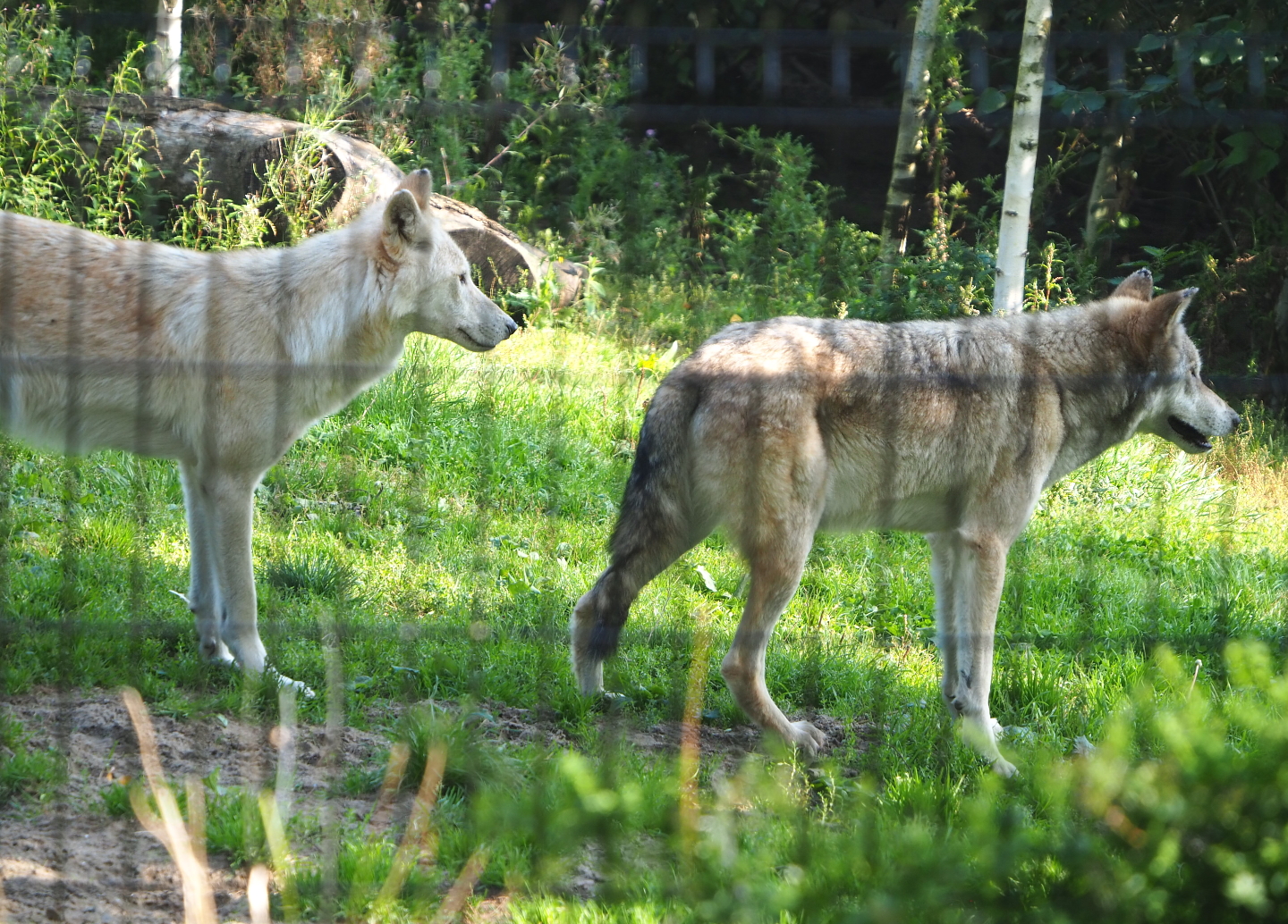Mackenzie valley wolves (Canis lupus occidentalis), 2021-09-02