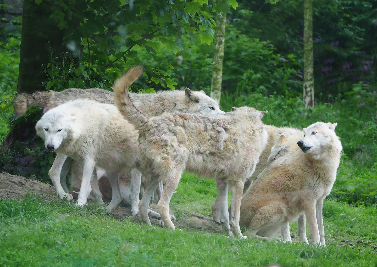 Mackenzie valley wolves (Canis lupus occidentalis), 2023-05-15