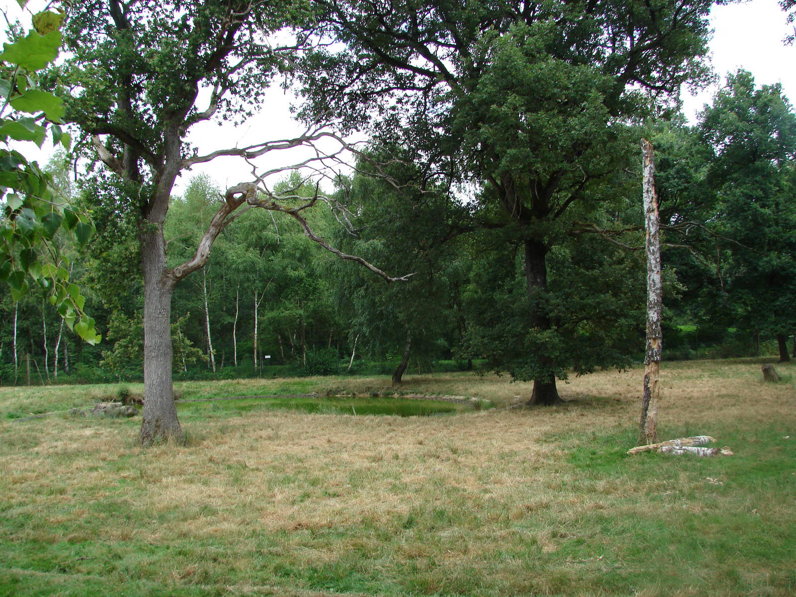 Mackenzie Valley wolves exhibit