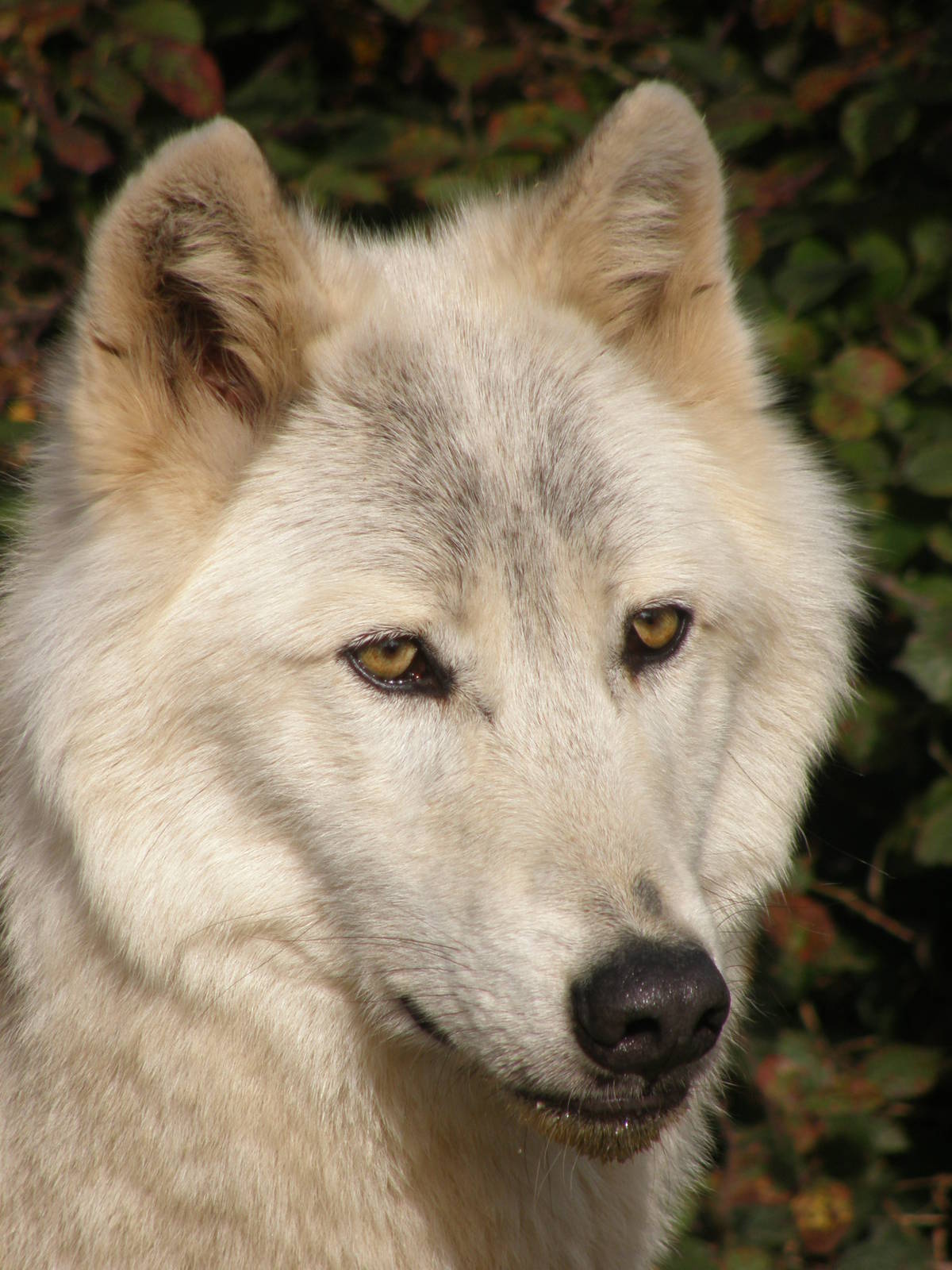 Mackenzie Wolf (Canis lupus occidentalis)