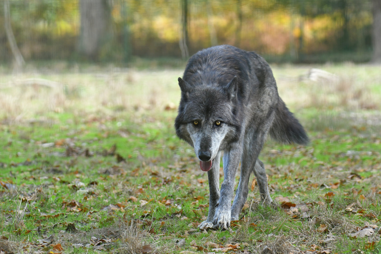 Mackenzie wolf (Canis lupus occidentalis)